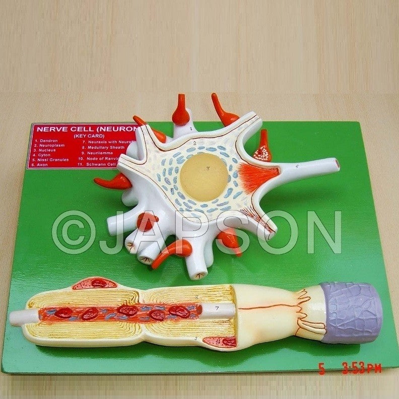 Human Model, Nerve Cell Human Model, Nerve Cell